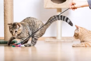 Gatos brincando com varinha de plástico com penas