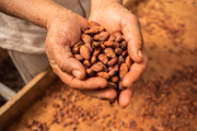 O cacau é utilizado em diversas receitas