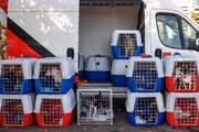 Segundo voluntários, todos os pets já haviam sido adotados antes de embarcarem a Brasília e, inclusive, com todas as vacinas em dia