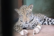 Onça-pintada Miranda, encontrada com as quatro patas queimadas no Pantanal