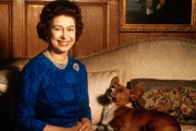 Rainha Elizabeth com um dos pets. Ela é apaixonada pelos cães da raça Corgi