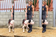 Resgatado pela PCDF, cãozinho Hulk está disponível para adoção