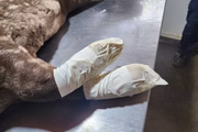 Curativos nas patas da anta