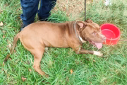 Pit-bull foi encontrado desidratado e exausto