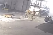 Cachorros correm em direção aos policiais, que trocam socos