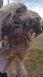 Mulher é multada por maus tratos a York e Shih tzu