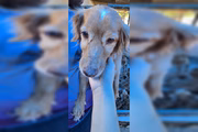 Protetora de animais morre e TCDF lança campanha para ajudar 400 cachorros 