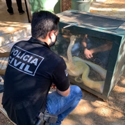 Vistoria em cobras e serpentes