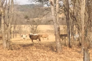Gado furtado encontrado em pasto de uma propriedade rural, no interior do estado