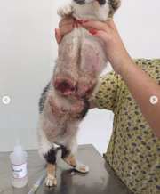 Com apenas um ano, a gatinha foi encontrada com tumores por todo o corpo