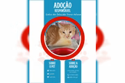 Gatos buscam novos lares no DF
